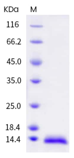Invitrogen Human NGF Recombinant Protein 100 &mu;g | Buy Online | Invitrogen&trade; | Fisher Scientific
