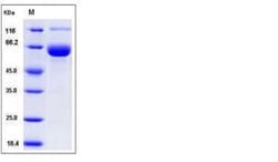 Invitrogen Mouse Siglec-3 (CD33) Fc Chimera Recombinant Protein 100 &mu;g | Buy Online | Invitrogen&trade; | Fisher Scientific