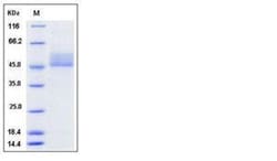 Invitrogen Mouse CD3 epsilon Heterodimer Recombinant Protein 50 &mu;g | Buy Online | Invitrogen&trade; | Fisher Scientific