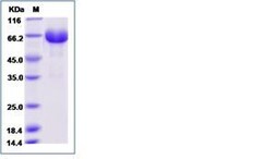 Invitrogen Mouse LILRB4 (CD85k, ILT3) Fc Chimera Recombinant Protein 1 mg | Buy Online | Invitrogen&trade; | Fisher Scientific