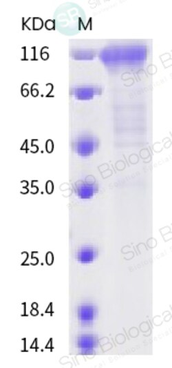 Invitrogen SARS-CoV-2 Spike Protein S2 Fc Chimera Recombinant Protein 100 &mu;g | Buy Online | Invitrogen&trade; | Fisher Scientific