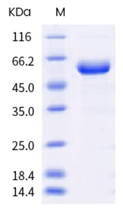 Invitrogen SARS-CoV-2 Spike Protein (RBD) (P.1) Fc Chimera Recombinant Protein 100 &mu;g | Buy Online | Invitrogen&trade; | Fisher Scientific