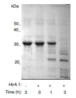 Invitrogen Human HTRA1, Recombinant Protein 5 &mu;g | Buy Online | Invitrogen&trade; | Fisher Scientific