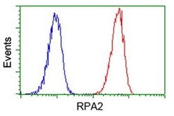 RPA2 Mouse anti-Human, Clone: OTI9A1, liquid, TrueMAB 100 &mu;L; Unconjugated:Antibodies,