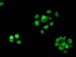 RPA2 Mouse anti-Human, Clone: OTI9A1, liquid, TrueMAB 100 &mu;L; Unconjugated:Antibodies,