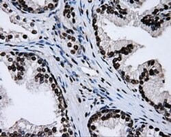 RPA2 Mouse anti-Human, Clone: OTI9A1, liquid, TrueMAB 100 &mu;L; Unconjugated:Antibodies,