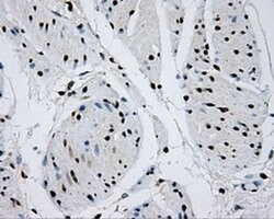 RPA2 Mouse anti-Human, Clone: OTI9A1, liquid, TrueMAB 100 &mu;L; Unconjugated:Antibodies,