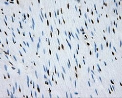 RPA2 Mouse anti-Human, Clone: OTI9A1, liquid, TrueMAB 100 &mu;L; Unconjugated:Antibodies,