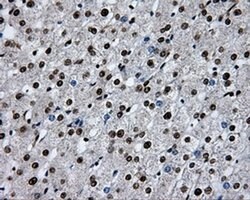 RPA2 Mouse anti-Human, Clone: OTI9A1, liquid, TrueMAB 100 &mu;L; Unconjugated:Antibodies,