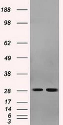 RPA2 Mouse anti-Human, Clone: OTI9A1, liquid, TrueMAB 100 &mu;L; Unconjugated:Antibodies,