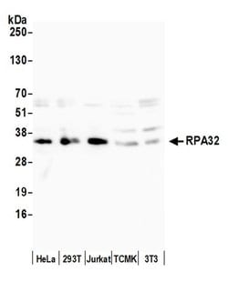 RPA32 Rabbit anti-Human, Mouse, Polyclonal, Bethyl Laboratories 100 &mu;L;
