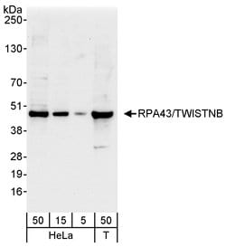 RPA43/TWISTNB Rabbit anti-Human, Polyclonal, Bethyl Laboratories 100 &mu;L;