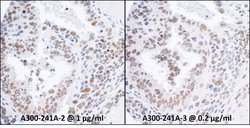 RPA70 Rabbit anti-Human, Mouse, Polyclonal, Bethyl Laboratories 100 &mu;L;