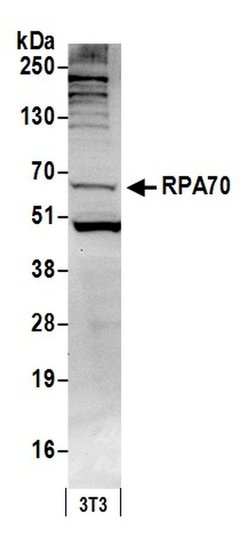 RPA70 Rabbit anti-Human, Mouse, Polyclonal, Bethyl Laboratories 100 &mu;L;