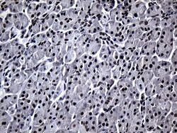 RPAIN Mouse anti-Human, Clone: OTI6A7, lyophilized, TrueMAB 100 &mu;g;
