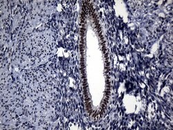 RPAIN Mouse anti-Human, Clone: OTI6A7, lyophilized, TrueMAB 100 &mu;g;