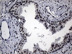 RPAIN Mouse anti-Human, Clone: OTI6A7, lyophilized, TrueMAB 100 &mu;g;