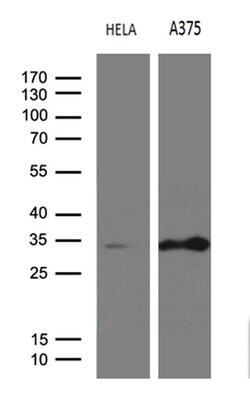 RPAIN Mouse anti-Human, Clone: OTI6A7, liquid, TrueMAB 100 &mu;L; Unconjugated:Antibodies,