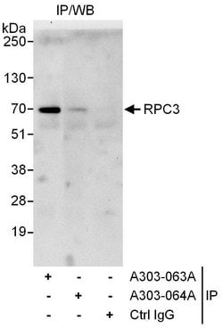 RPC3 Rabbit anti-Human, Polyclonal, Bethyl Laboratories 100 &mu;L; Unconjugated:Antibodies,