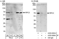 RPC3 Rabbit anti-Human, Mouse, Polyclonal, Bethyl Laboratories 100 &mu;L | Buy Online | Bethyl Laboratories, Inc | Fisher Scientific