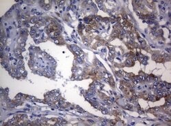 RPL10 Mouse anti-Human, Clone: OTI9A8, lyophilized, TrueMAB 100 &mu;g;