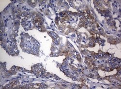 RPL10 Monoclonal Antibody (OTI9A8), TrueMAB , OriGene 100 &mu;L; Unconjugated:Antibodies,