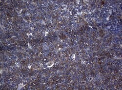 RPL10 Mouse anti-Human, Clone: OTI9A8, lyophilized, TrueMAB 100 &mu;g;