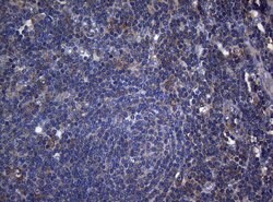 RPL10 Monoclonal Antibody (OTI9A8), TrueMAB , OriGene 100 &mu;L; Unconjugated:Antibodies,