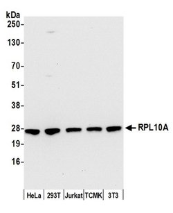 RPL10A/Ribosomal Protein L10a Rabbit anti-Human, Mouse, Polyclonal, Bethyl