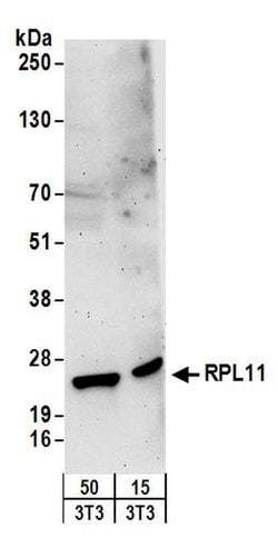 RPL11 Rabbit anti-Human, Mouse, Polyclonal, Bethyl Laboratories 100 &mu;L;