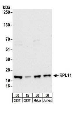 RPL11 Rabbit anti-Human, Mouse, Polyclonal, Bethyl Laboratories 100 &mu;L;