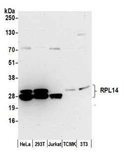 RPL14/Ribosomal Protein L14 Polyclonal Antibody, Bethyl Laboratories 20