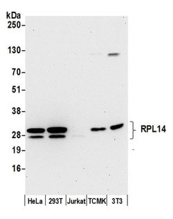 RPL14/Ribosomal Protein L14 Rabbit anti-Human, Mouse, Polyclonal, Bethyl