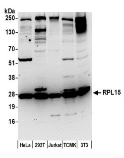 RPL15/Ribosomal Protein L15 Rabbit anti-Human, Mouse, Polyclonal, Bethyl