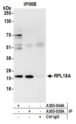 RPL18A/Ribosomal Protein L18a Rabbit anti-Human, Mouse, Polyclonal, Bethyl