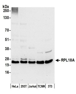 RPL18A/Ribosomal Protein L18a Rabbit anti-Human, Polyclonal, Bethyl Laboratories