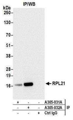 RPL21/Ribosomal Protein L21 Rabbit anti-Human, Mouse, Polyclonal, Bethyl