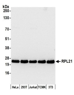 RPL21/Ribosomal Protein L21 Rabbit anti-Human, Mouse, Polyclonal, Bethyl
