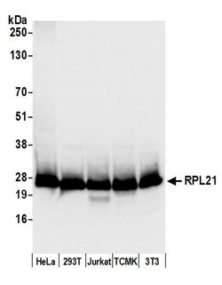RPL21/Ribosomal Protein L21 Rabbit anti-Human, Mouse, Polyclonal, Bethyl