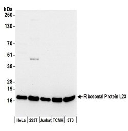 Ribosomal Protein L23/RPL23 Rabbit anti-Human, Mouse, Polyclonal, Bethyl