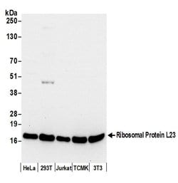 Ribosomal Protein L23/RPL23 Polyclonal Antibody, Bethyl Laboratories 20