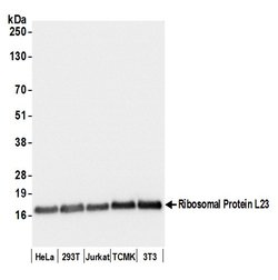 Ribosomal Protein L23/RPL23 Polyclonal Antibody, Bethyl Laboratories 20