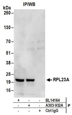 RPL23A Rabbit anti-Human, Polyclonal, Bethyl Laboratories 100 &mu;l; Unlabeled:Antibodies,