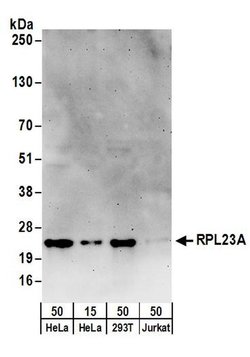 RPL23A Rabbit anti-Human, Polyclonal, Bethyl Laboratories 100 &mu;l; Unlabeled:Antibodies,