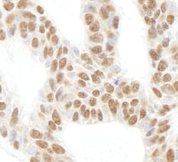 RPL26 Rabbit anti-Human, Mouse, Polyclonal, Bethyl Laboratories 100 &mu;l;