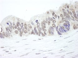 RPL26 Polyclonal Antibody, Bethyl Laboratories:Antibodies:Primary Antibodies
