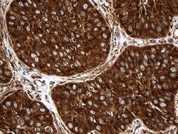 RPL27 Mouse anti-Human, Mouse, Clone: OTI6D3, lyophilized, TrueMAB 100 &mu;g | Buy Online | Origene Technologies | Fisher Scientific