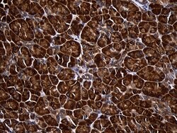 RPL27 Mouse anti-Human, Mouse, Clone: OTI6D3, lyophilized, TrueMAB 100 &mu;g | Buy Online | Origene Technologies | Fisher Scientific