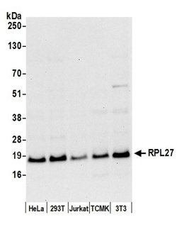 RPL27/Ribosomal Protein L27 Polyclonal Antibody, Bethyl Laboratories 20