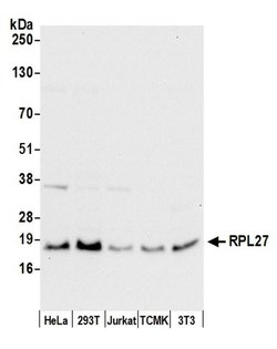 RPL27/Ribosomal Protein L27 Polyclonal Antibody, Bethyl Laboratories:Antibodies:Primary